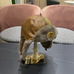 Gucci Gucci Leather Flying Hat Men's Autumn and Winter Warm Lei Feng Hat with Thick Velvet Ear Protection Hat Men's Cycling Cold Hat Trend - Image 5